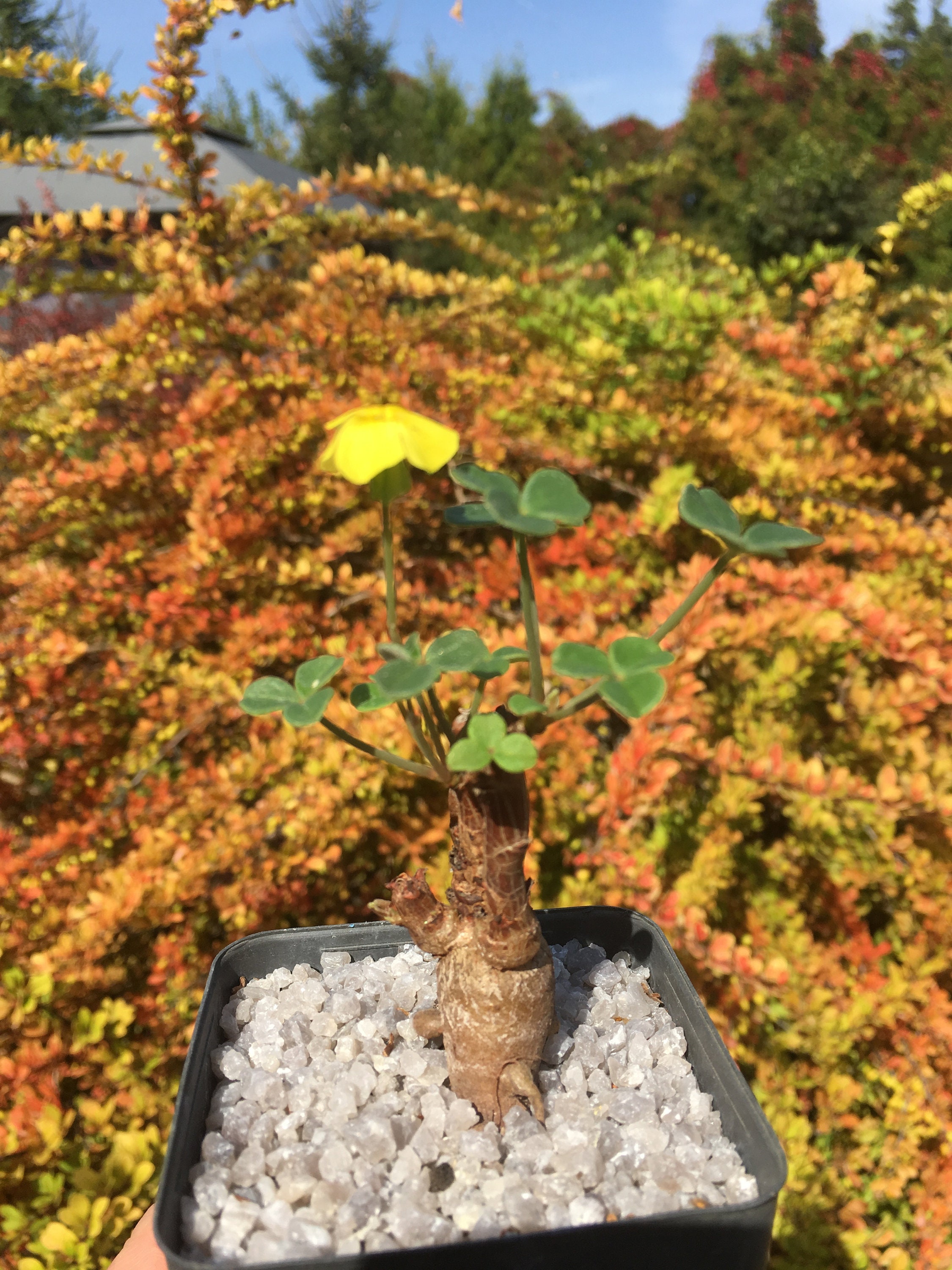 Oxalis megalorrhiza rare live caudex succulent plant Etsy