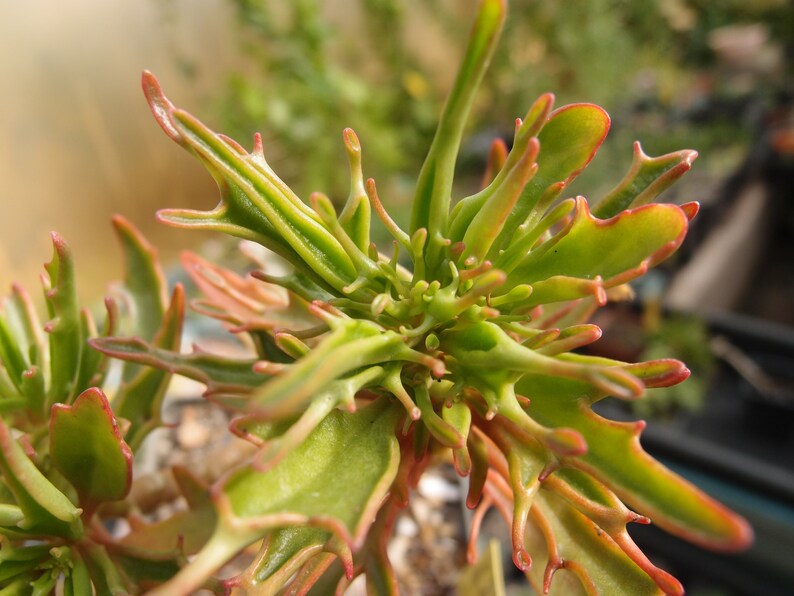 Kalanchoe �Green Spider� live succulent plant Etsy