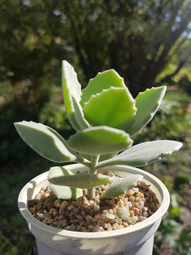 Kalanchoe millotii Millot Kalanchoe live succulent plant | Etsy