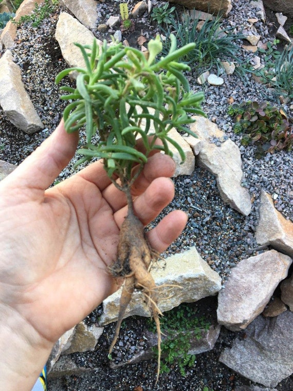 Mestoklema Tuberosum | Vendita Piante Caudiciformi Da Collezione - Foto 4