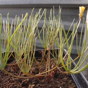 Oxalis decaphylla extremely rare 1 bulb