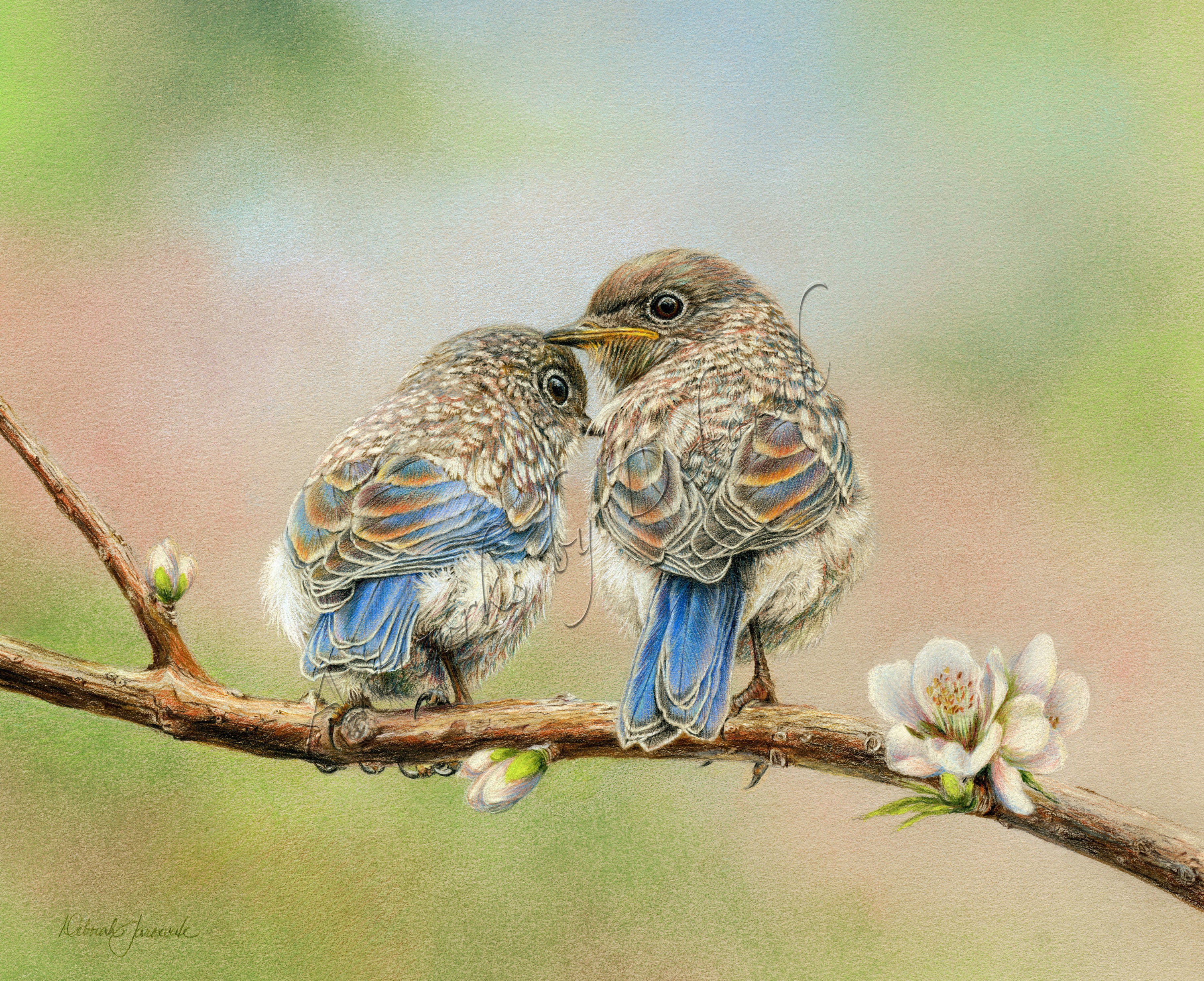 Bluebird Wall Art, Bluebird Prints, Bird Wall Art, Bird Prints, Colored