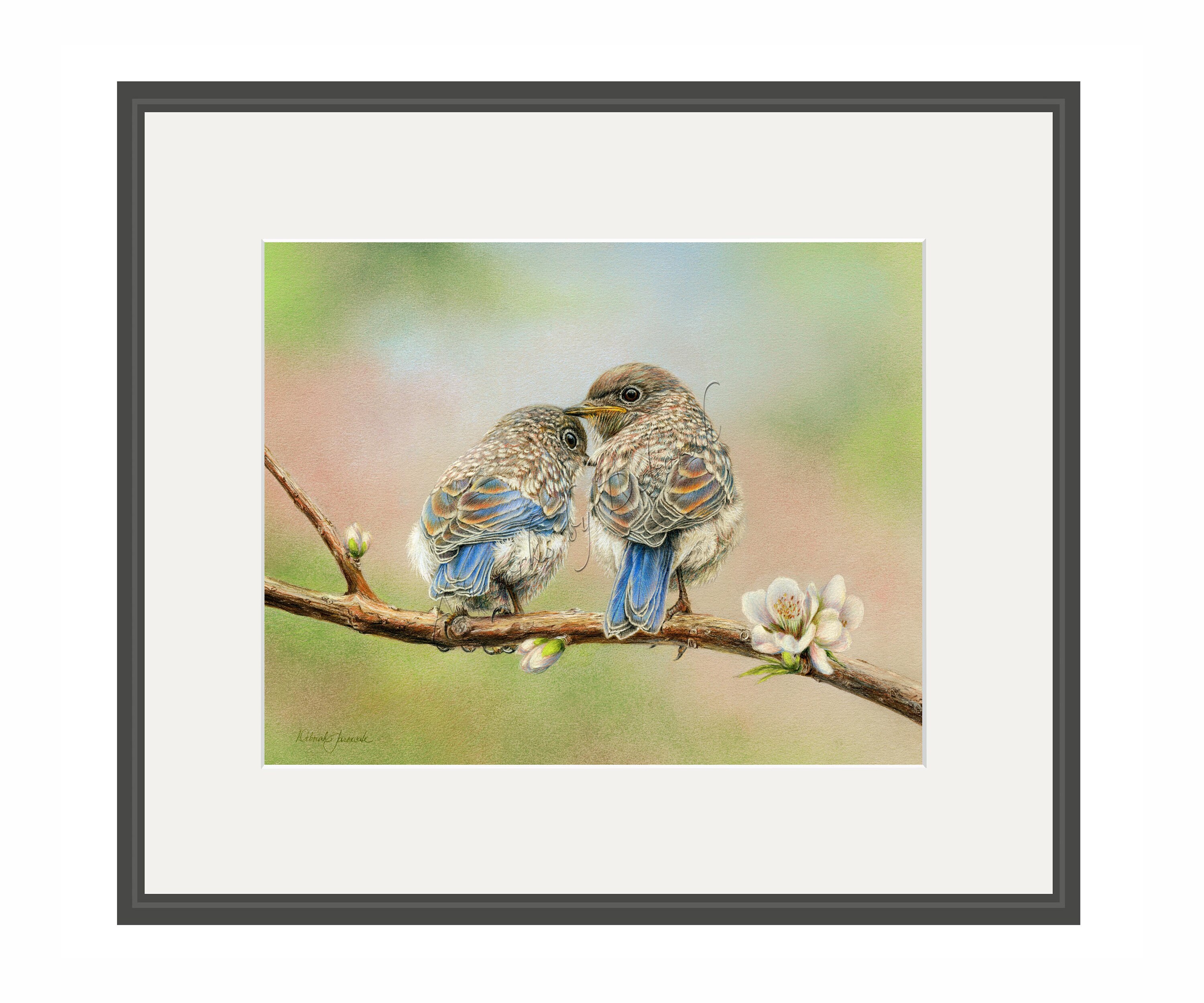 Bluebird Wall Art, Bluebird Prints, Bird Wall Art, Bird Prints, Colored Pencil Bird Print, Bird
