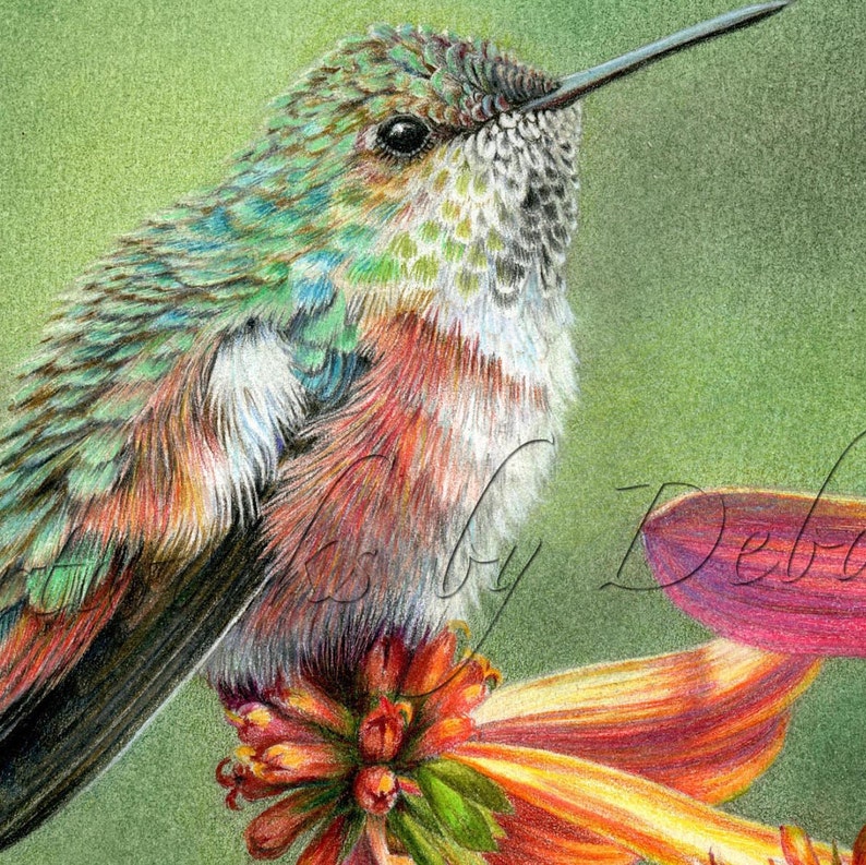 Hummingbird Prints Hummingbird Wall Art Colored Pencil Bird Etsy