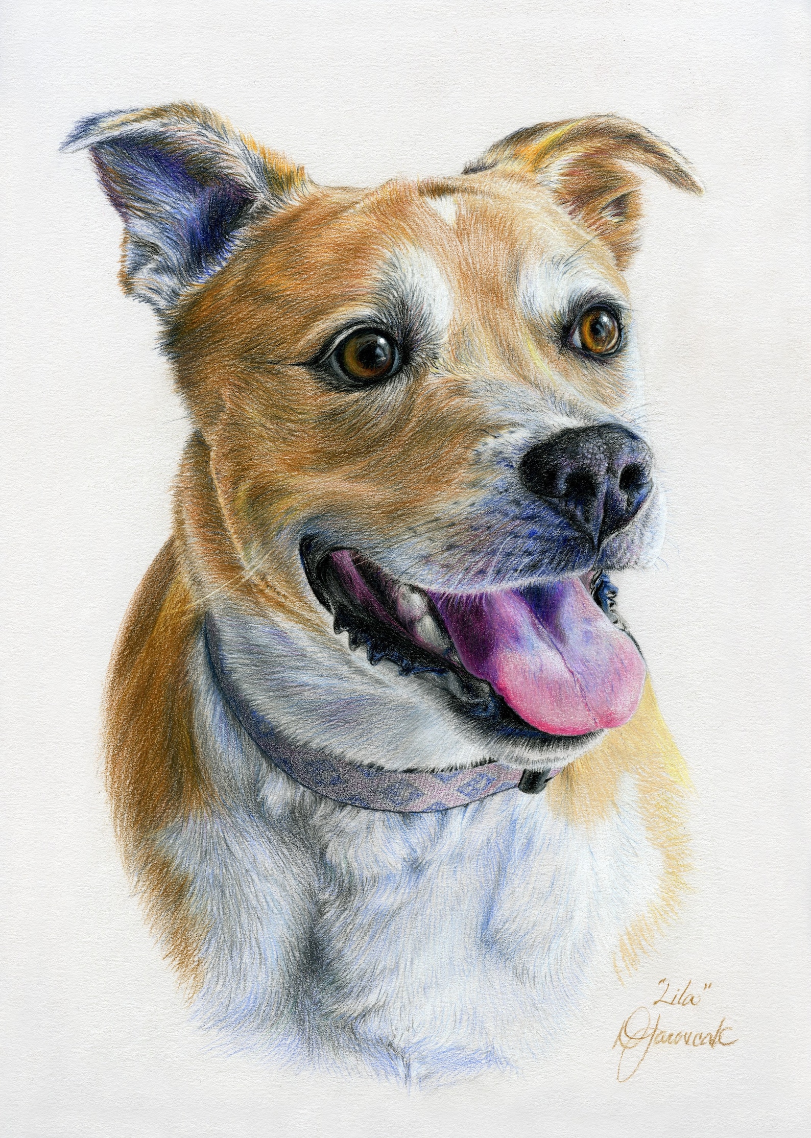 Custom Pet Portraits Colored Pencil Pet Portraits Handdrawn Etsy