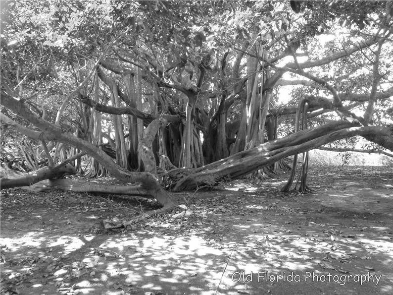 Black and White Photography Banyan Tree Florida Digital Etsy