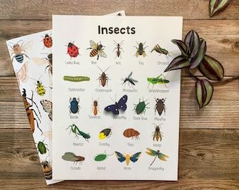 Insects, Homeschool Printable, Bugs Poster, Preschool, Classroom Decor, Kindergarten, Learning and School, Bugs and Insects