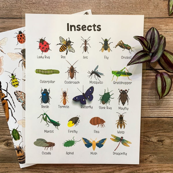 Insectes, Homeschool Imprimable, Affiche de bugs, École maternelle, Décor de classe, Maternelle, Apprentissage et école, Insectes et insectes