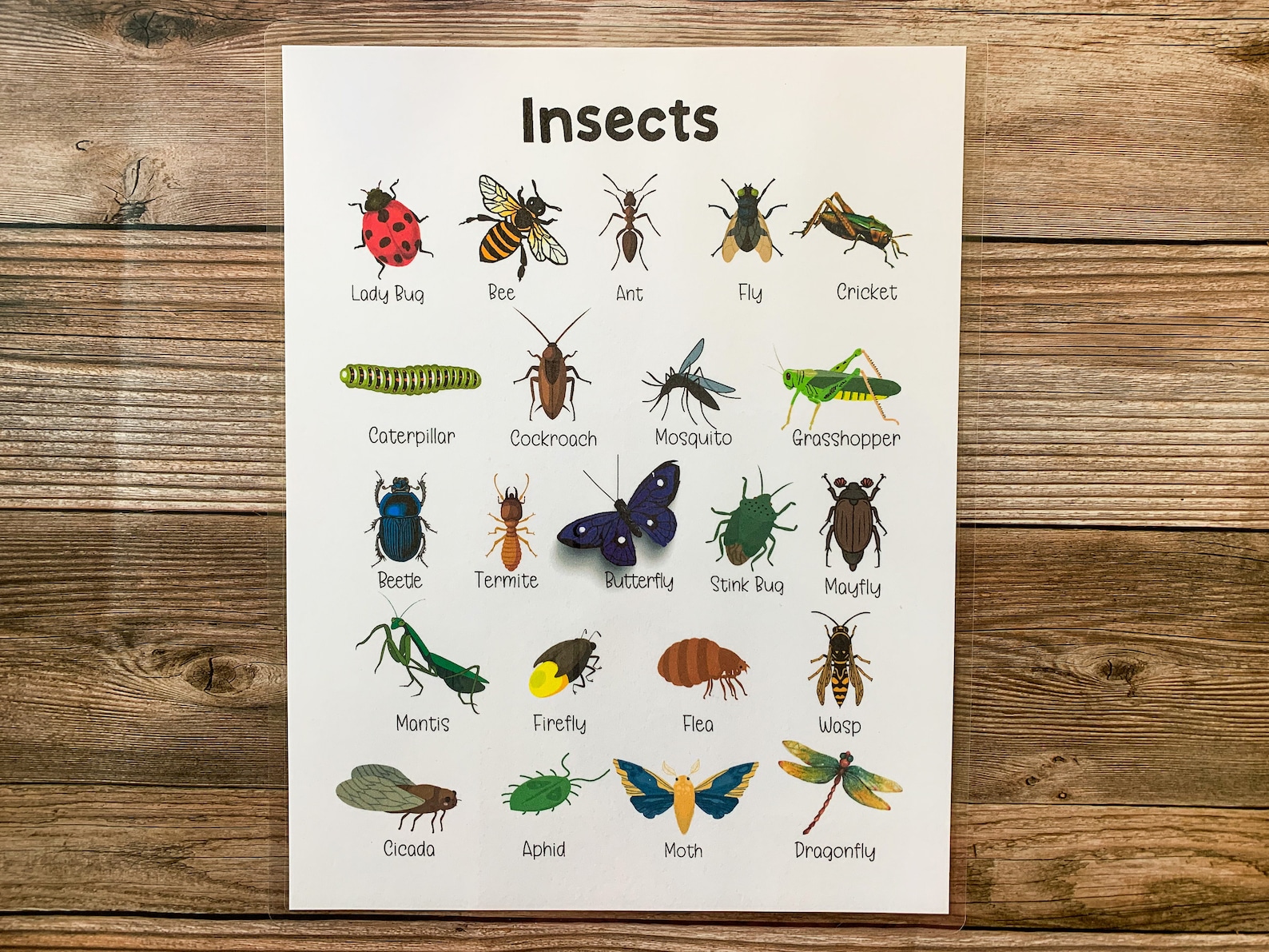 Insects Educational Poster Homeschool Bugs Poster Etsy