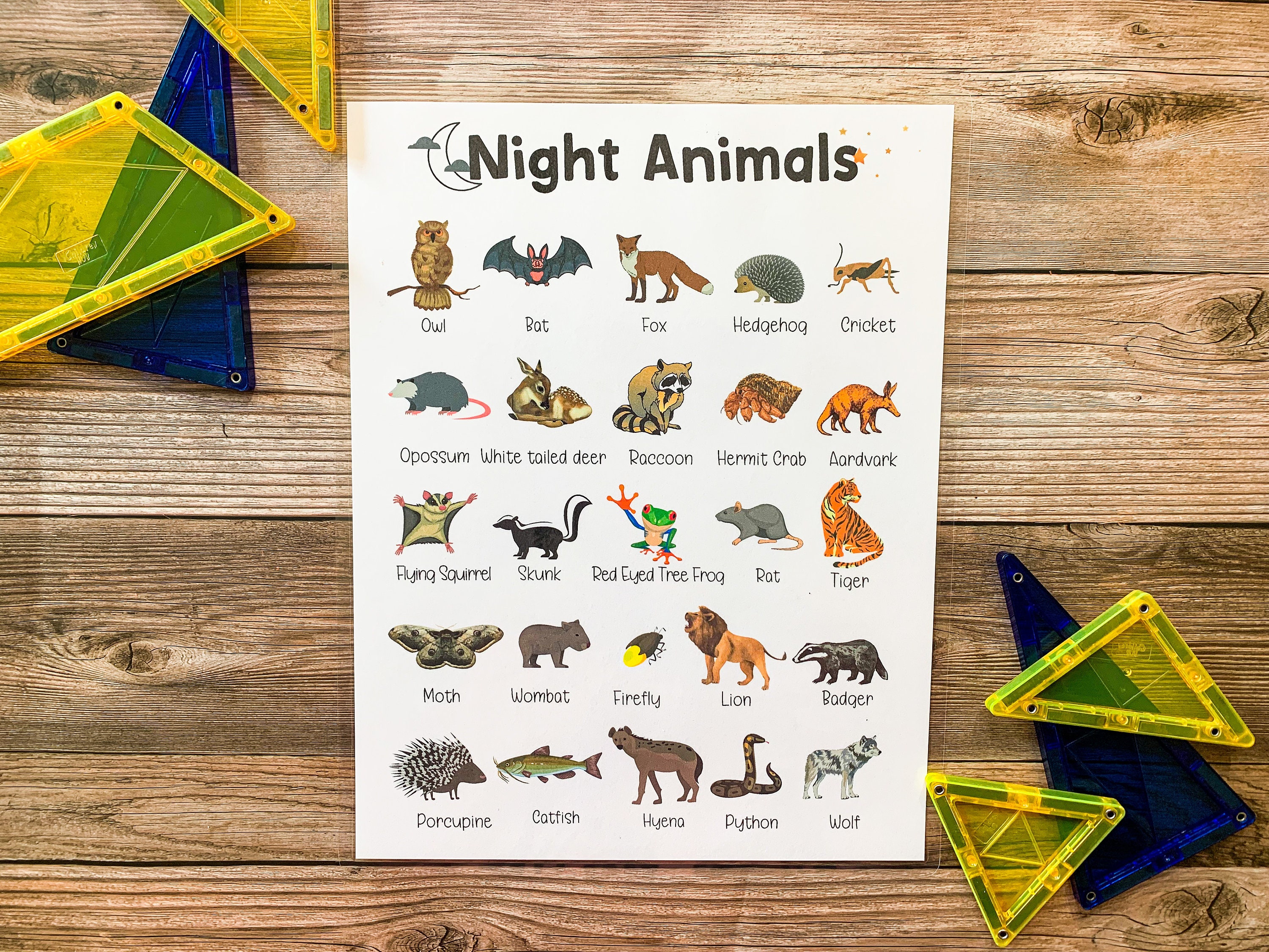 Nocturnal Animal Poster Night Animals Science Homeschool - Etsy Ireland Nocturnal Animal Poster Night Animals Science Homeschool - Etsy Ireland