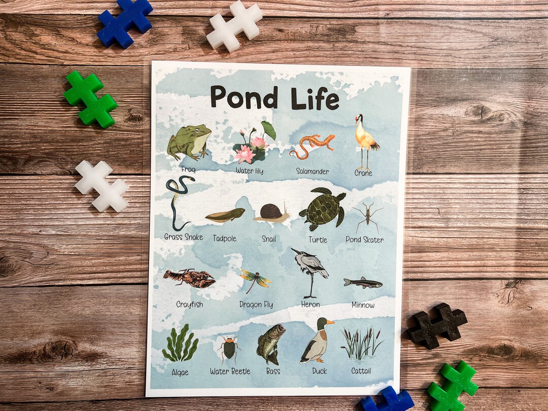 Pond Life Poster Pond Creatures Pond Animals Plants Etsy
