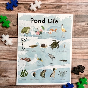 Teich Leben Poster, Teich Kreaturen, Klassenzimmer Dekor, Teich Tiere, Pflanzen, druckbar zu Hause, Teich Einheit Studie, Lernen und Schule