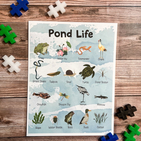 Pond Life Poster, Pond Creatures, Classroom Decor, Pond Animals, Plants, Homeschool Printable, Pond Unit Study, Learning and School