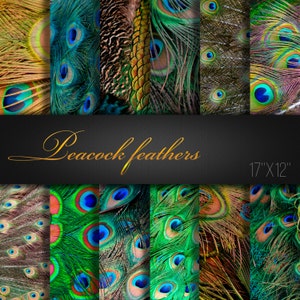 Peacock Feathers / Feathers Paper Pack / Feathers Scrapbook Paper / Feathers Paper / Peacock / Feathers Digital Paper / Peacock Paper