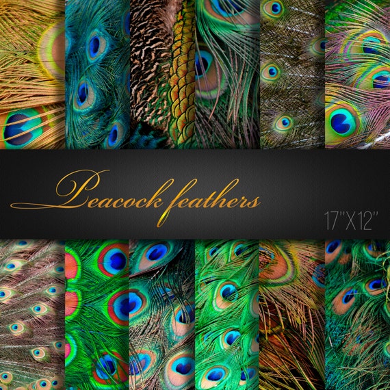 Peacock Feathers Feathers Paper Pack Feathers Scrapbook Paper