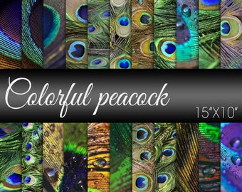 Pavo real colorido, papel digital de plumas, plumas de pavo real, papel de álbum de recorte de plumas, arte de pavo real, papel de álbum de recortes para proyectos de arte y artesanías