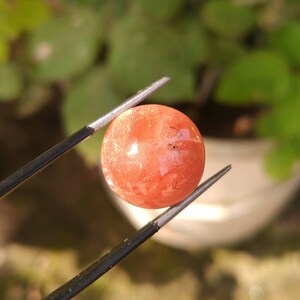 以下が含まれることがあります： ピンセットで保持された、丸く磨かれた宝石。 宝石は半透明のオレンジ色で、内部模様と小さな黒いインクルージョンがあります。 背景はぼやけており、緑の葉が表示されています。