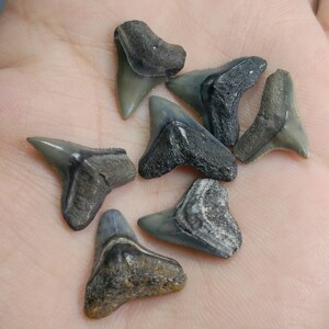 Natural beautiful small size small jewelry lot of megalodon teeth Fossils