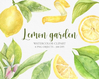 Watercolor Lemon Clipart, Summer Watercolor Clipart, hand painted. Lemons clipart, summer party invitations, Citrus Scrapbook, PNG, 300dpi