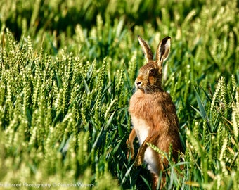 Hare on the lookout