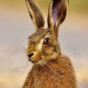 Portrait of a young Hare