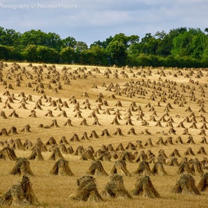 Traditional Harvest