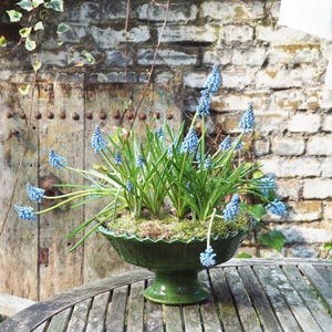 Może przedstawiać: Zielona ceramiczna doniczka z falbanką na brzegu stoi na drewnianym stole. Doniczka jest wypełniona mchem i kępą niebieskich hiacyntów winogronowych.