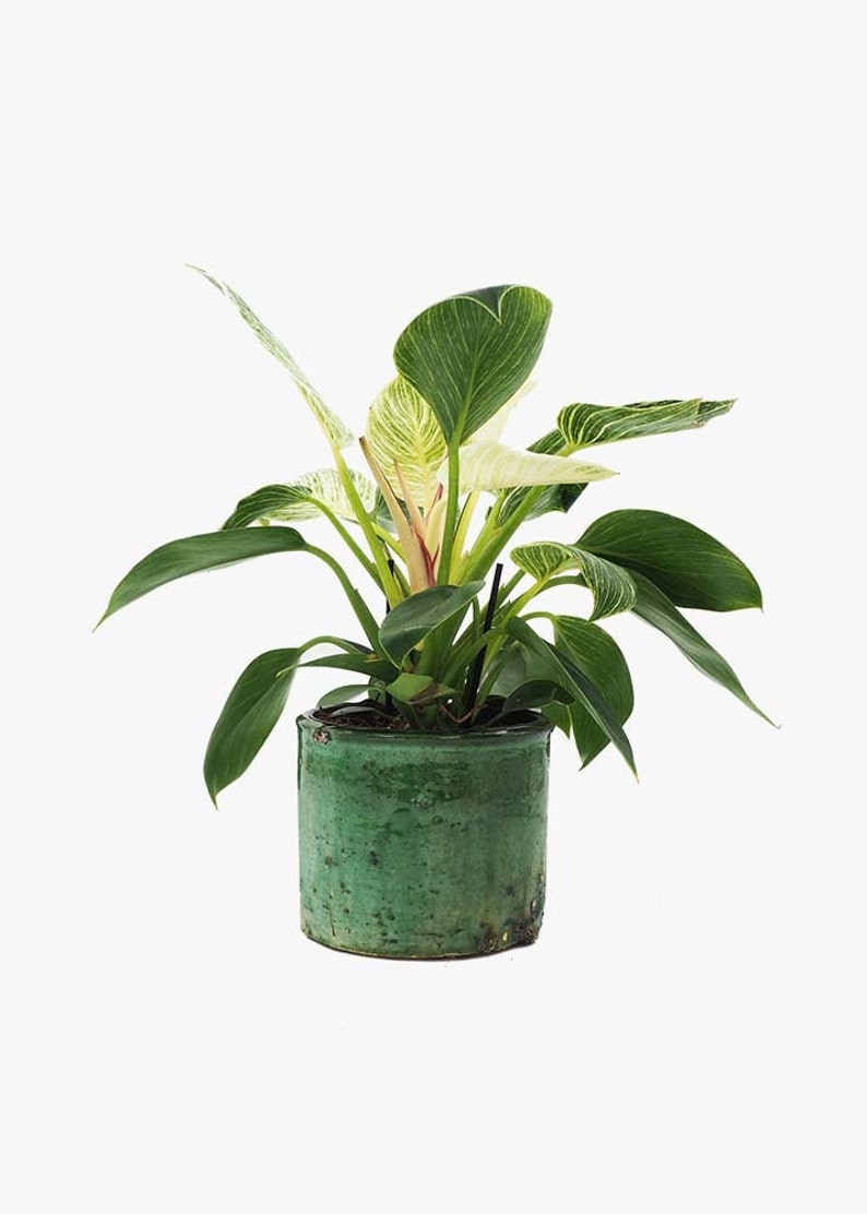 May include: A green potted plant with white and green leaves. The plant is in a green ceramic pot with a rough texture.