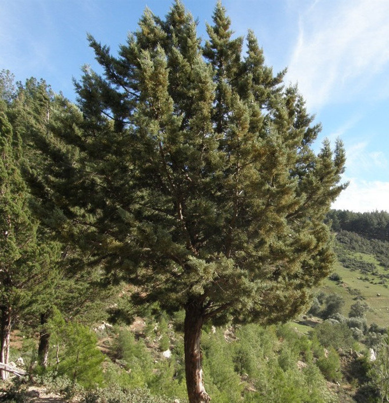 Moroccan Elegant Hand Carved Thuya Wood Bowl Handmade Pebble Etsy UK