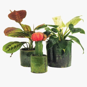 May include: Three potted plants in green ceramic pots. The plants include a green and white variegated plant, a red and green cactus, and a green and brown leafy plant.