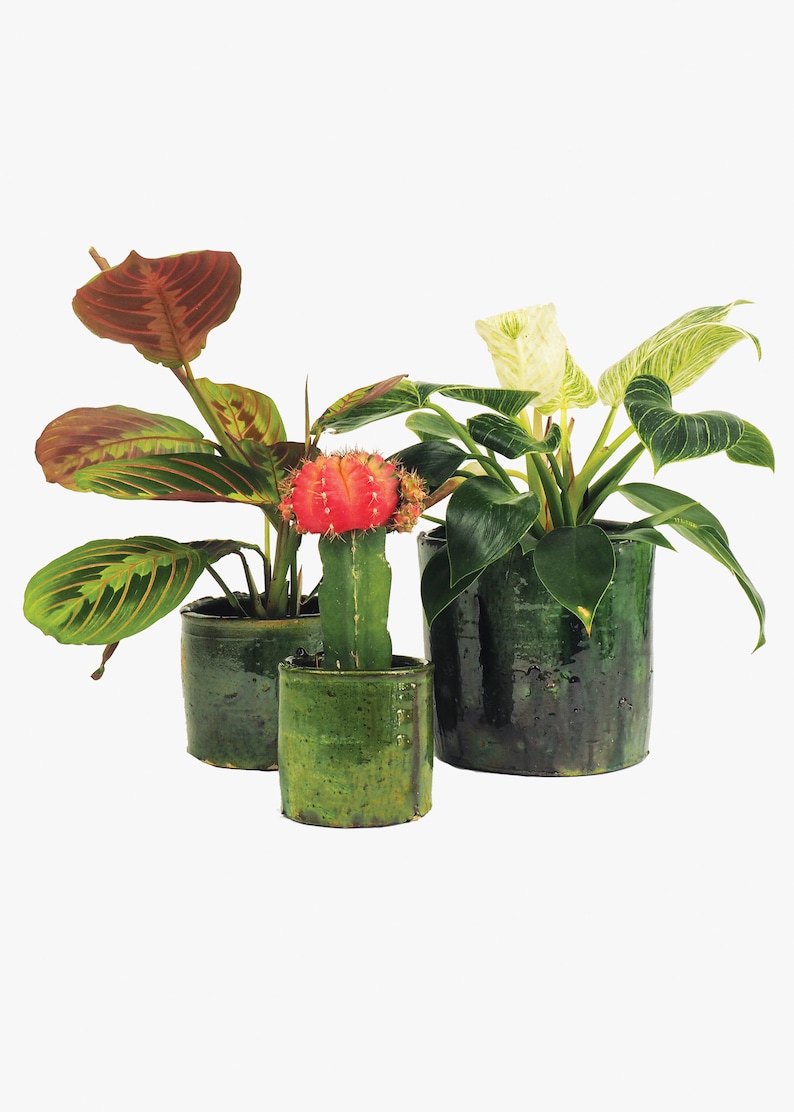 May include: Three potted plants in green ceramic pots. The plants include a green and white variegated plant, a red and green cactus, and a green and brown leafy plant.