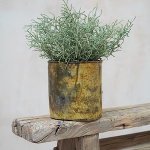 May include: A cylindrical, rustic ceramic planter with a textured, mottled yellow and brown finish. It holds a dense arrangement of light green, needle-like foliage. The planter sits on a weathered wooden bench, creating a natural, earthy aesthetic.