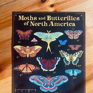 Moths and Butterflies of North America Print, Lepidopterology print