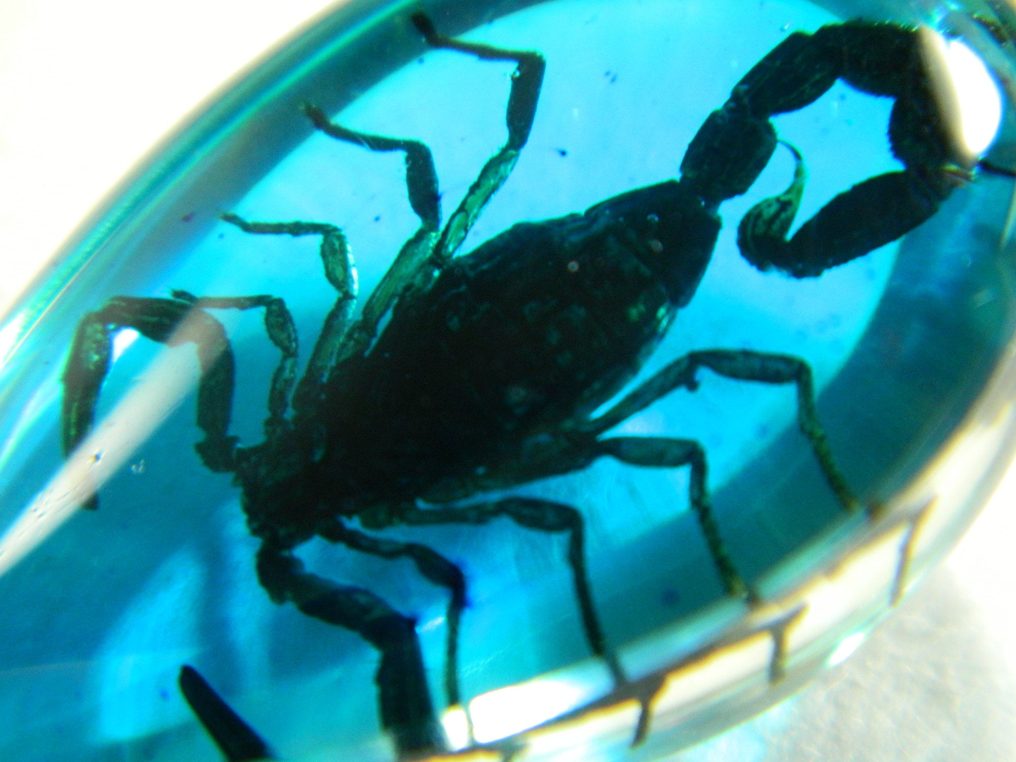 Scorpion in Blue Resin Keyring Keychain Real Insect Scorpion Etsy