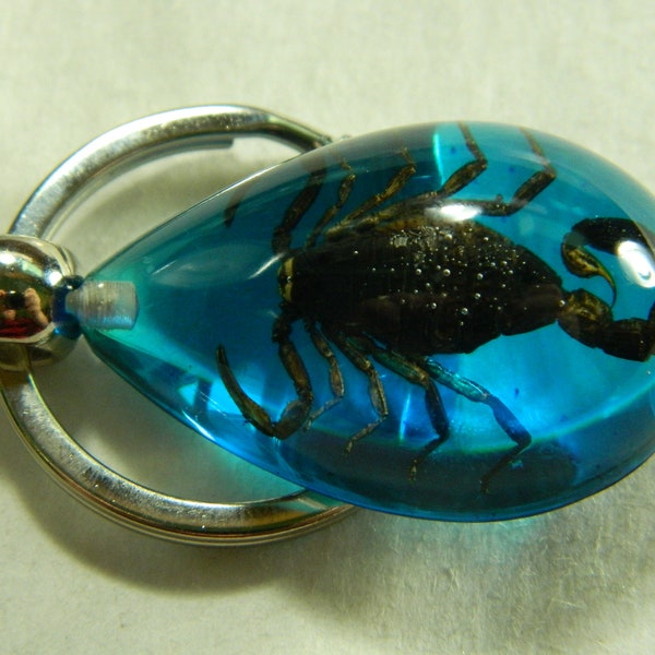 Scorpion in Blue Resin Keyring Keychain Real Insect Scorpion Encased In Dark Blue Resin Unique Keychain  Unusual & Unique Keyring #B080