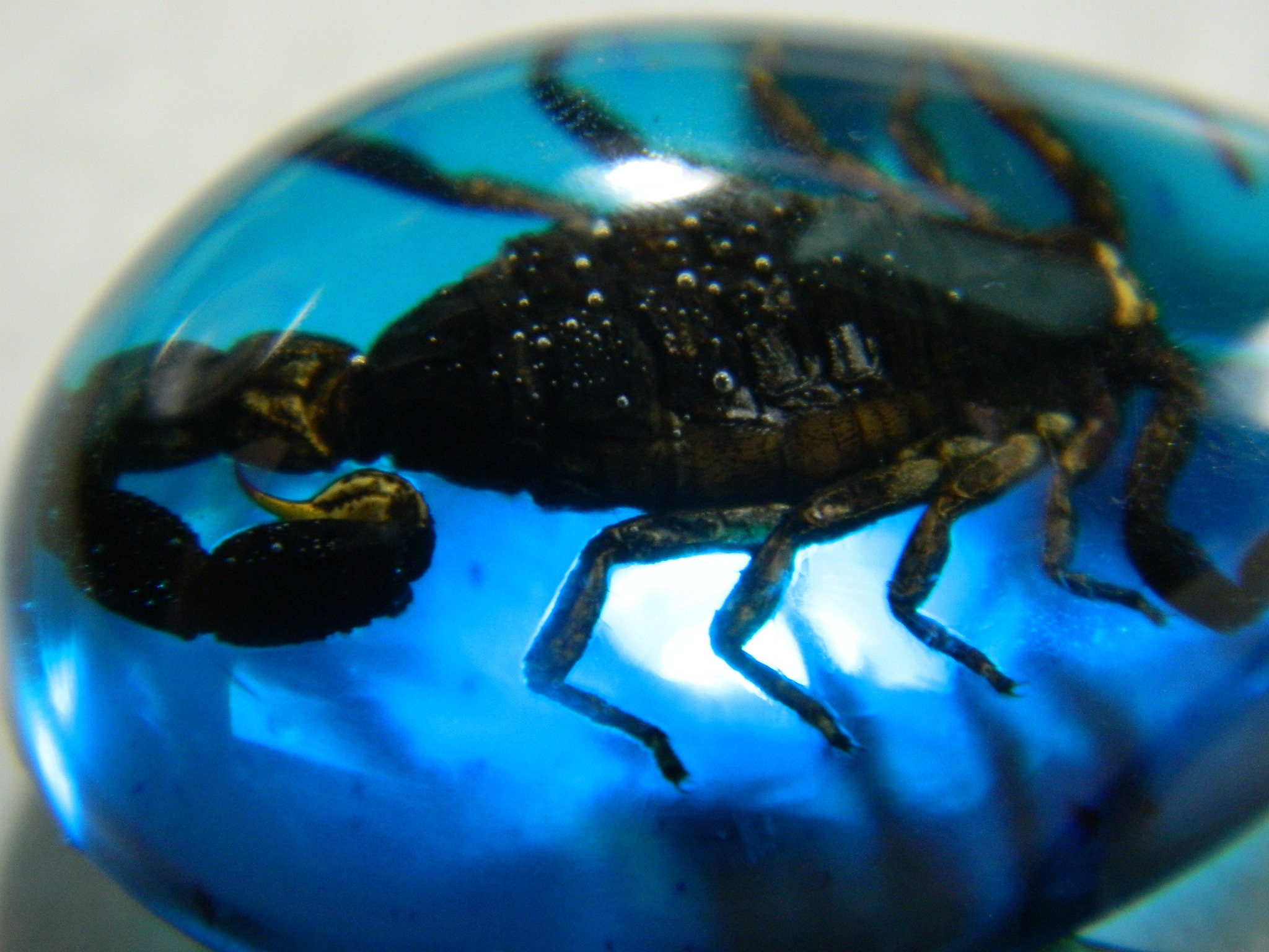 Scorpion in Blue Resin Keyring Keychain Real Insect Scorpion Etsy
