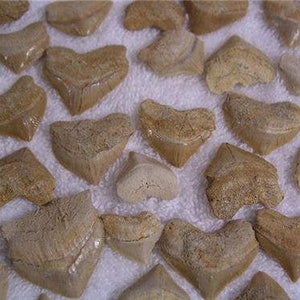 Shark teeth fossils Corax Pristodontus lot of 10 teeth