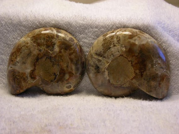 アンモナイト化石 希少 パイライト アンモナイト 化石 本物 フランス 49.88mm ang44