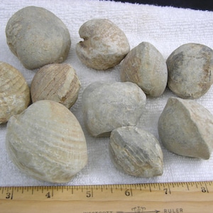 May include: A collection of ten weathered, light-colored stones, possibly fossils or natural formations. The stones vary in shape and size, with some showing distinct striations. A wooden ruler with inch markings is at the bottom of the image.