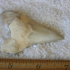 2 Shark teeth fossils real Otodus Obliquus 50 million years old 2-3 inch STW93