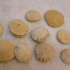 Sand dollar fossil 20 million years old 1+ inch 4 sand dollars per lot