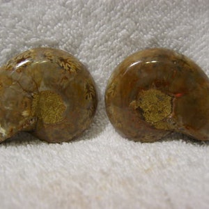 May include: Two fossilized ammonites, one with a brown and white pattern and the other with a brown and gold pattern.