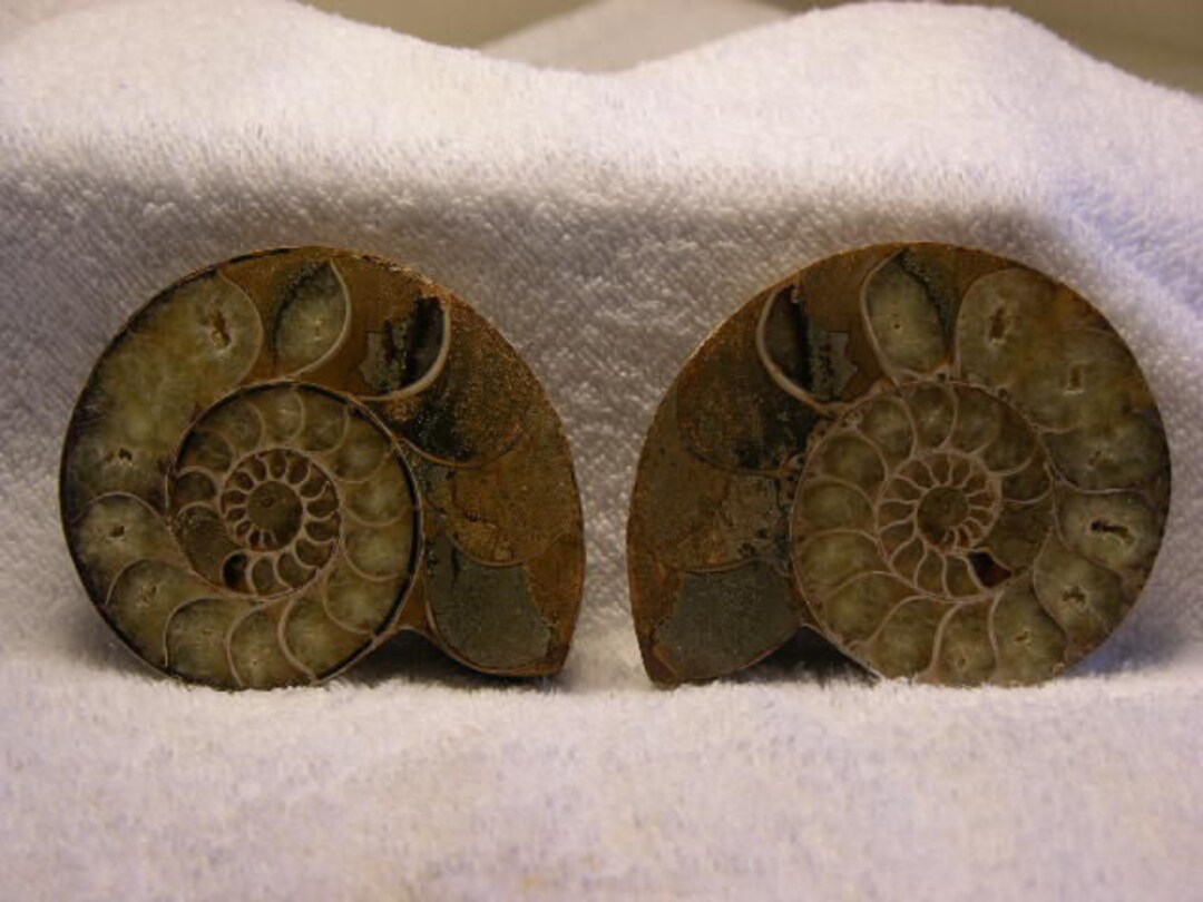 アンモナイト化石 希少 パイライト アンモナイト 化石 本物 フランス 49.88mm ang44