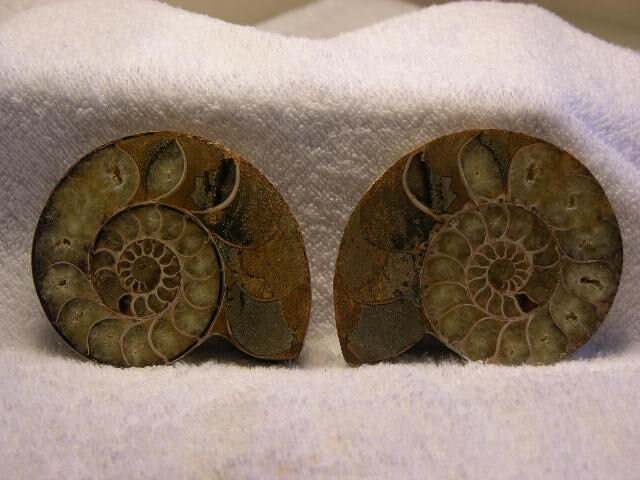 アンモナイトの化石、カット・研磨済み、4インチ以上、jb44 - Etsy 日本