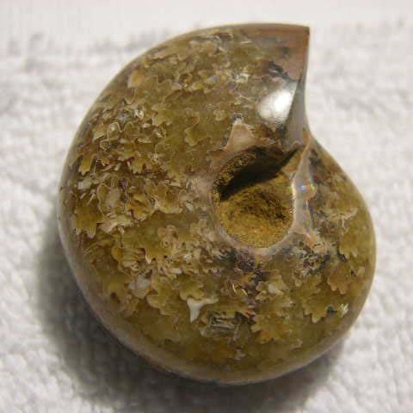 Ammonite fossil polished showing suture lines 1 1/2+ inch lih42