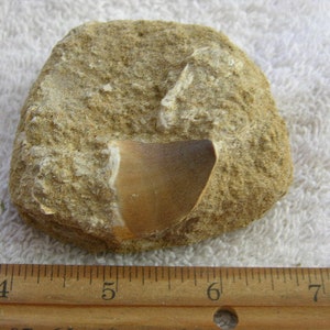 May include: A tan-colored, irregularly shaped rock with a smooth, light brown interior. A wooden ruler with inch markings is placed next to the rock, showing its size.