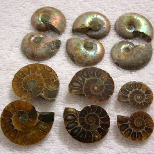 Ammonite fossil cut and polished smaller 1+- inch sizing 1 matched pair per lot