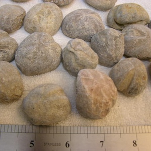 May include: A collection of gray, round, smooth stones with a ruler for scale. The stones are various sizes and shapes.