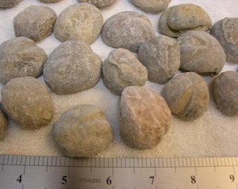 Echinoid Sea Urchin fossils mid Jurassic era bigger 1.2-2 inch 5 fossil lots