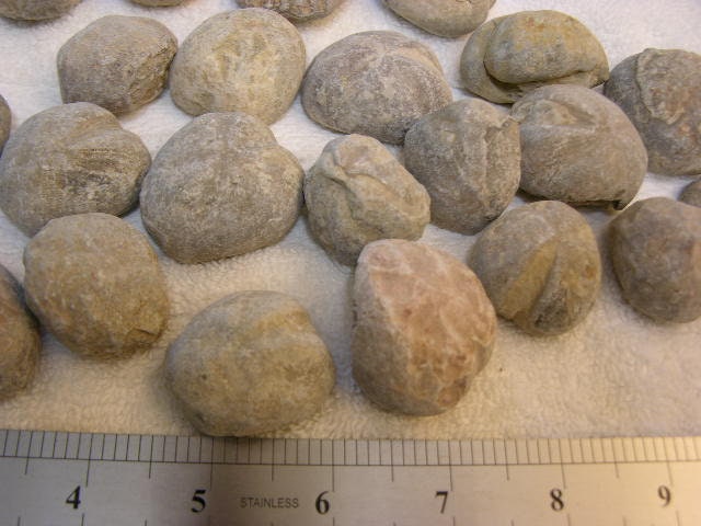 ウニ類の化石 ジュラ紀中期 1.2～2インチ大 5個セット - Etsy 日本